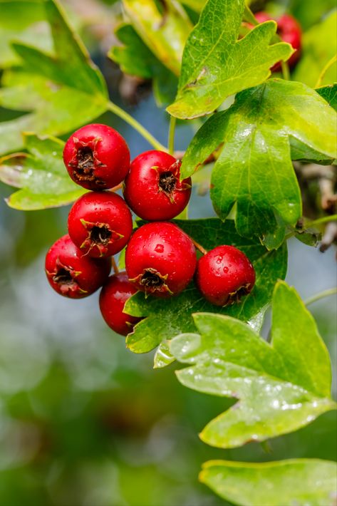 Flowering Hawthorn, Hawthorne Tree, Sour Food, Hawthorn Leaf, Fall Container Plants, Shakespeare Garden, Tree Symbol, Types Of Berries, Garden Tattoos