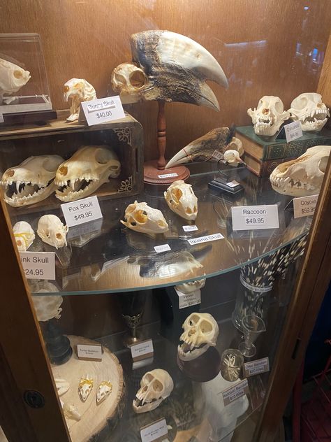 #skull #bones #oddities Animal Bone Display, Oddity Shop, Taxidermy Display, Bone Collector, Easy Diy Room Decor, Skull Bones, Animal Bones, Diy Room, Perfect Life