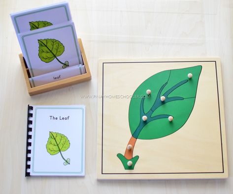 Montessori Inspired Parts of a Leaf Nomenclature Cards and Definition Booklet Parts Of A Leaf, Leaf Puzzle, Montessori Botany, Montessori Printables, Flower Puzzles, Mini Booklet, Small Group Activities, Montessori Ideas, Montessori Classroom