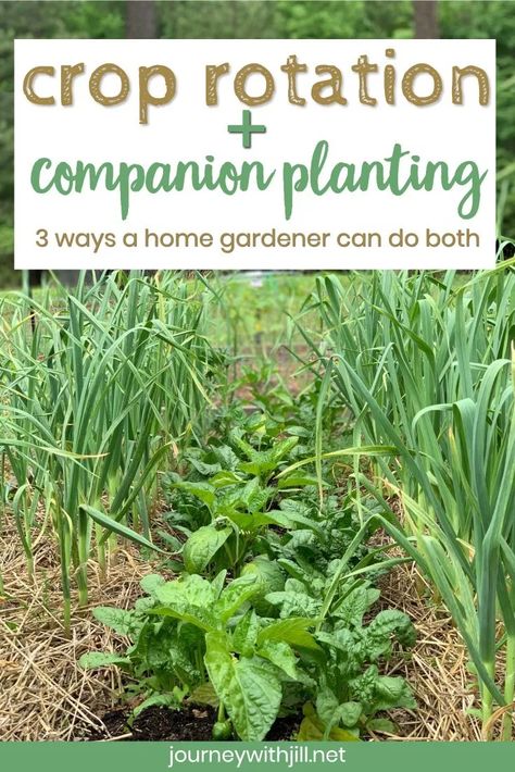 If you want to do crop rotation and companion planting in your home garden, but you're not sure how, these 3 tips will help guide you on the best ways to plan your vegetable plantings without confusion. #croprotation #companionplanting #beginnersgarden Companion Gardening, Tattoo Plant, Succession Planting, Survival Gardening, Crop Rotation, Homestead Survival, Organic Gardening Tips, Garden Pests, Epsom Salt