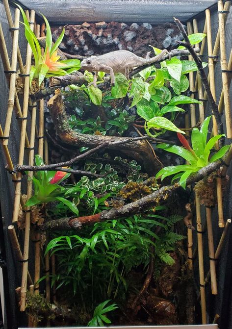 Veiled Chameleon Enclosure Ideas, Pet Camilion, Veiled Chameleon Care, Panther Chameleon Enclosure, Veiled Chameleon Enclosure, Chameleon Enclosure Ideas, Reptile Exhibit, Chameleon Terrarium, Chameleon Enclosure