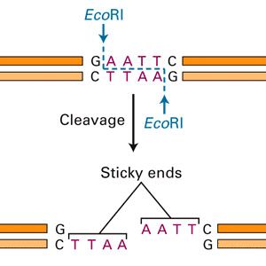 Biotechnology simulation: Use online programs to simulate restriction enzyme activity on various DNA sequences Enzymes Notes, Restriction Enzymes Notes, Class 12 Biology Notes Molecular Basis Of Inheritance, Enzymes Biochemistry, Cell And Molecular Biology, Recombinant Dna Technology Notes, Biochemistry Amino Acids, Dna Facts, Dna Project