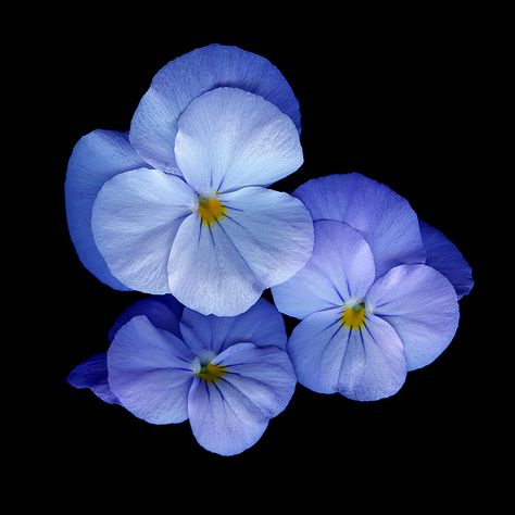 Flowers Black Background, Being Rich, Dark Blue Flowers, Dark Days, Plant Photography, Pansies Flowers, Hawaiian Flowers, Violet Flower, The Blues