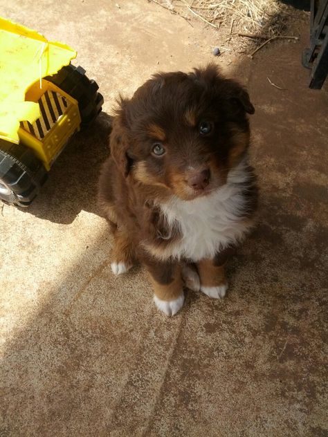 Red Aussie Puppsie I waaant! Red Aussie, Aussie Puppy, Aussie Puppies, Australian Shepherd Puppies, Australian Shepherd Dogs, Loyal Dogs, Really Cute Dogs, Dog Projects, Pretty Dogs