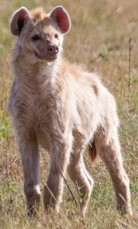 Spotted Hyena Art, Hyena Funny, Hyena Striped, Hyena Photo, Hyena Aesthetics, Hyena Therian, Hyena Cute, Hyena Reference, Hyena Laughing