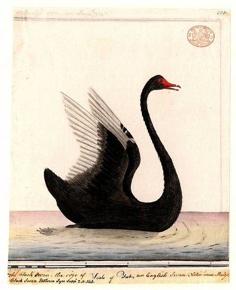 swan illustration | Recent Photos The Commons Getty Collection Galleries World Map App ... Black Swans, Vintage Bird Illustration, The Black Swan, Swans Art, Bird Supplies, Fukushima, Bird Illustration, Sumi E, Art And Illustration