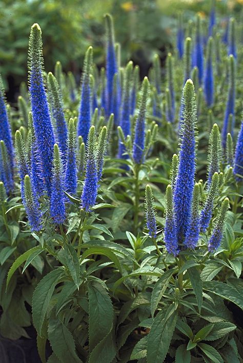 Veronica Royal Candles =  ‘Glory’ Veronica Royal Candles, Earthbox Gardening, Flowering Shrubs For Shade, Veronica Plant, Royal Candles, Plant Notes, Garden Flowers Perennials, Shade Shrubs, Garden Centre