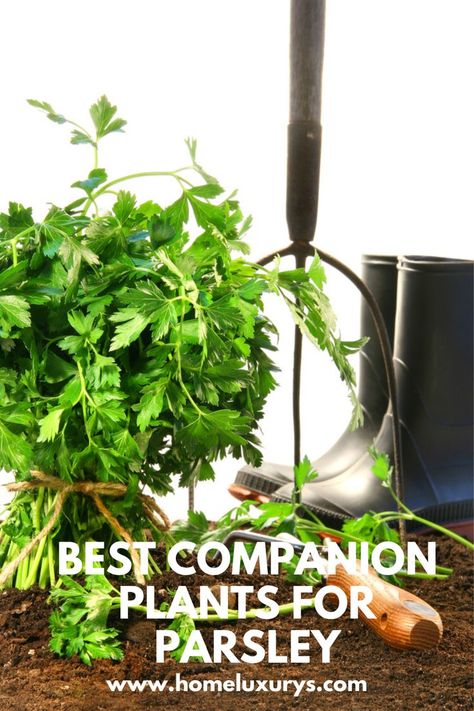 Best Companion plants for parsley: What to Pair With & What to Avoid: These are the best companion plants for your parsley herb and what not to grow near parsley in your indoor and outdoor gardens. Growing Parsley Outdoors, Growing Parsley, Best Companion Plants, Companion Plants, Attracting Beneficial Insects, Good And Bad, Beneficial Insects, Companion Planting, Parsley