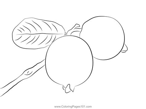 Guava Fruit Benefits And Nutrition Coloring Page Guava Fruit Benefits, Guava Fruit, Fruit Benefits, Free Kids, Printable Coloring Pages, Printable Coloring, Coloring Pages For Kids, Coloring Page, Free Printable