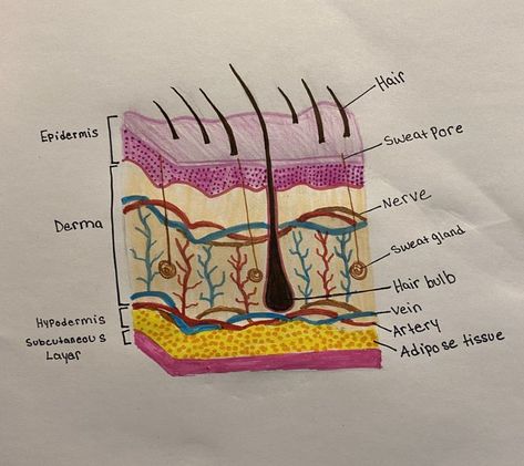 How To Study Anatomy, Science Diagrams, Heart Diagram, Medical Assistant Student, Skin Anatomy, Integumentary System, Basic Anatomy And Physiology, Nurse Study Notes, Skin Drawing