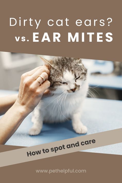 Do you know the difference between dirty cat ears and ear mites? Learn how to spot ear mites and keep your cat's ears clean and healthy with natural remedies. Clean Cat Ears, Cat Ear Mites, Diy Cat Ears, Cat Remedies, Senior Cat Care, Itchy Ears, Cat Health Care, Cat Hacks, Natural Cat