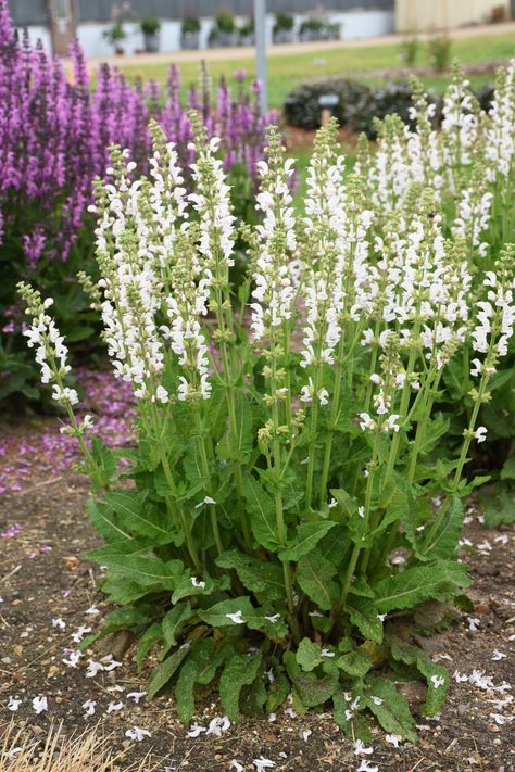 'Snow Kiss' completes the color palette for the COLOR SPIRES® collection. This Salvia pratensis hybrid produces large white flowers with a soft pink lip. White Salvia Plant, Salvia Pratensis, White Salvia, Snow Kiss, Salvia Plants, Geranium Rozanne, Small Trees For Garden, Plant Bugs, Garden 2023