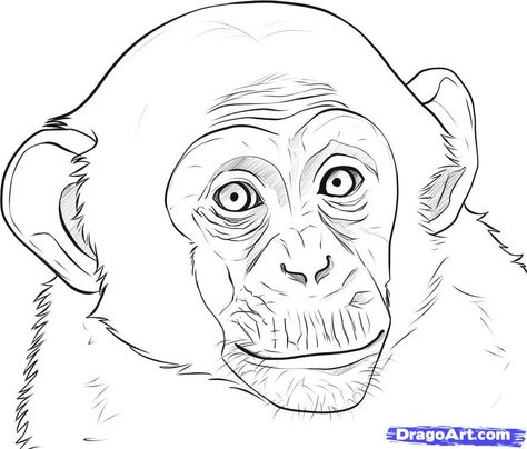 how to draw a realistic monkey step 6 Monkey Face Drawing, Monkey Drawing Easy, Monkey Drawings, 3d Drawing Techniques, Drawing Trends, Monkey Coloring Pages, Colorful Animal Paintings, Monkey Drawing, Pencils Drawings