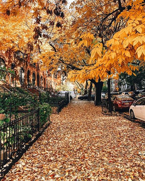 Fall In Nyc, Fall Nyc, Porch Decor Fall, Fall Porch Decor, Fall Snacks, Autumn In New York, Crown Heights, Fall Is In The Air, Seasons Autumn