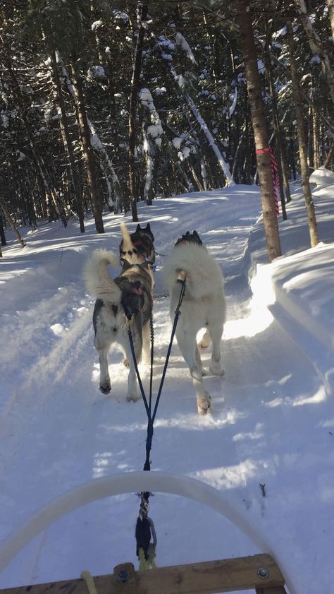 Dog sledding in Quebec City in Canada. 4 husky dogs pulling a sled. The ground is covered and snow and there are evergreen trees on both sides of the path also snow covered. Winter With Boyfriend, Bucket List Date Ideas, List Date Ideas, Winter Aesthetic Photos, Winter Activities For Adults, Winter Snow Aesthetic, Winter Vacation Ideas, Scenery Winter, Quebec City Winter