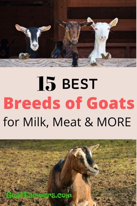 Owning Goats, Goat Breeds Chart, Meat Goat Farming, Breeds Of Goats, Meat Goats Breeds, Meat Goats, Milking Goats Breeds, Goat Breeds, Goat Meat Recipes