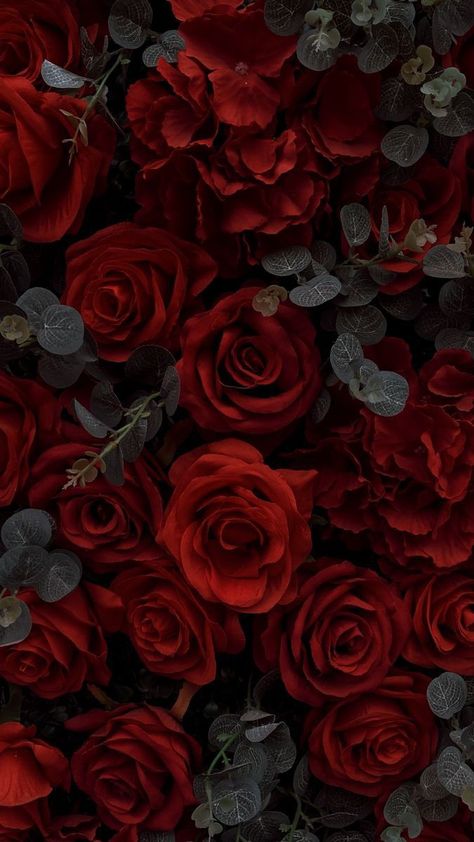 Red Luxury Aesthetic Wallpaper, Red Rose Flower Aesthetic, Red Rose Pictures, Dark Roses, Red Roses Wallpaper, Dark Red Roses, Fairytale Aesthetic, Rose Pictures, Red Rose Flower