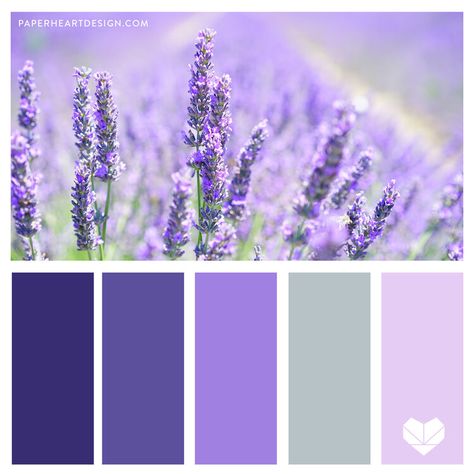 Color Palette Purple, Lavender Color Palette, Tints And Shades, Purple Paper, Purple Palette, Purple Color Palettes, Fresh Color Palette, Color Schemes Colour Palettes, Design Seeds