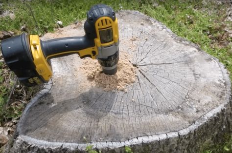 How to Easily Remove a Tree Stump For a Bargain Tree Stump Killer, Tree Stumps Diy, Removing Tree Stumps, Epsom Salt Garden, Stump Removal, Tree Stumps, Tree Felling, Tree Removal, Smart Garden