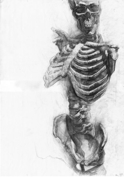 Paul Schwarz Skeleton Drawings, Drawing Eyes, Anatomy Sketches, Skeleton Art, A Skeleton, Scientific Illustration, Anatomy Drawing, Art And Illustration, A Pencil