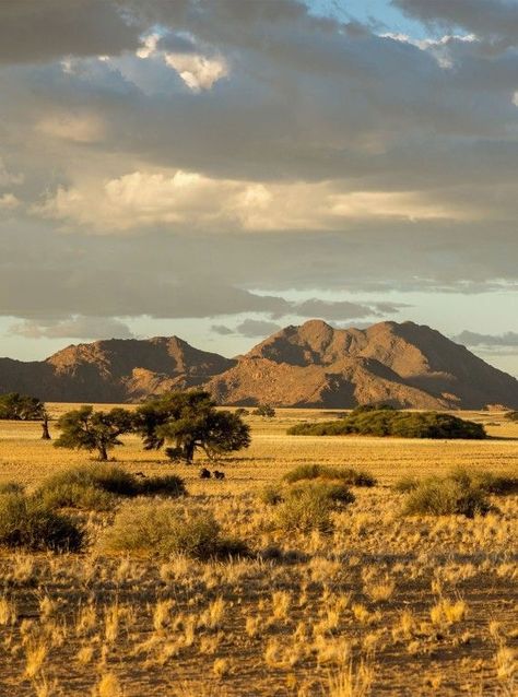 Savana Landscape, Africa Landscape Photography, Savannah Desert, Savanna Biome, Skeleton Coast, Under Canvas, Best Countries To Visit, Wild Forest, Countries To Visit