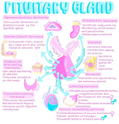 Pituitary Gland Anatomy, Med School Notes, Aesthetic Medical, Nurse Practitioner School, Medical Notes, Med Surg Nursing, Nursing Study Guide, Basic Anatomy And Physiology, Nurse Study Notes