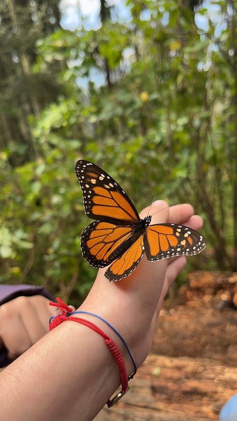 Butterfly Migration, Different Types Of Animals, Models To Draw, Butterfly Photos, Coffee Photos, Butterflies Flying, Butterfly Pictures, Creature Feature, Butterfly Wallpaper