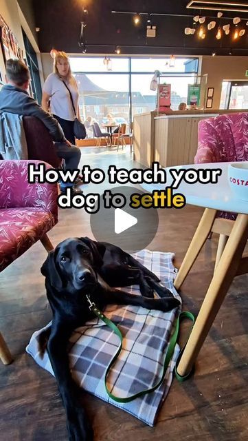 Josh | Dog Training & Behaviourist on Instagram: "How to teach your dog to settle ⤵️

🐕 Place a Mat onto the floor
🐕 Lure your dog over to the mat and place into a down
🐕 Shower the mat with treats (to build positive associations and to build duration) 
🐕 Slow your rate of reinforcement. Give a treat every 5 seconds, 10 and so on. This is to build duration and keep them staying for longer 

Lastly, proof their settle. This means taking them to different places and building up an amazing settle. 

✅️ Take your time 
✅️ Use the same mat when out and about 
✅️ Practice this inside and out. It can be used with visitors, outside settles and various other situations 

Follow for more tips ✨️ 

#dogtraining #dogtrainingtips #dogs" Teach Dog To Sit, Cream Retriever, Poodle Training, Outside Dogs, English Cream, Service Dog Training, Dog Training Videos, Calm Dogs, Take Your Time