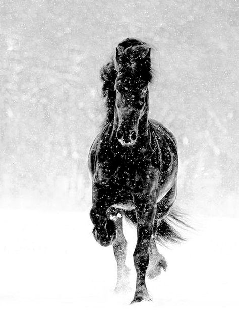 Spanish Beauty & Perfection Horse Friesian, Horse Trotting, Running In The Snow, Horses In Snow, Friesian Horses, Sweet Melody, Winter Horse, Horse Galloping, Black Horses