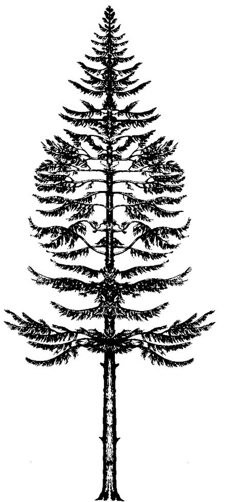 Douglas fir design for a #tattoo possibly with a fir cone also? #oregon Plants Tattoo Sleeve, Douglas Fir Tattoo, Plants Tattoo, Blue Spruce Tree, Tattoo Tree, Water Color Pencils, Tree Tattoos, Bee Drawing, Tree Identification