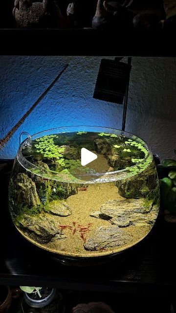 🌿Coco🌿 on Instagram: "I think I'm content with 3 shrimp tanks ☺️ ♡ ♡ #aquascape #aquascaping #plantedtank #aquarium #fishtank #fish #natureaquarium #nature #shrimp #shrimptank #neocaridina" Shrimp Bowl Aquascape, Shrimp Tank Aquascape, Shrimp Aquascape, Fish Aquarium Ideas, Shrimp Tanks, Shrimp Aquarium, Aquascape Design, Shrimp Tank, Nano Aquarium