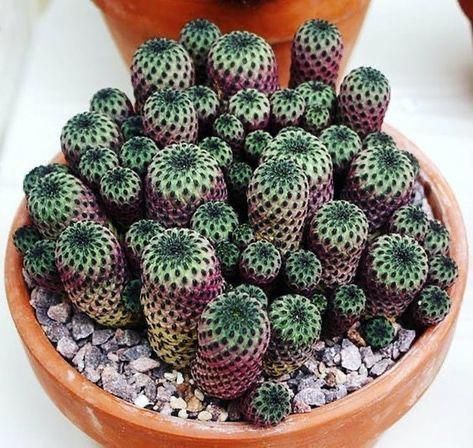 Kaktus Dan Sukulen, نباتات منزلية, Succulent Gardening, Unusual Plants, Cactus Flowers, Succulent Terrarium, Agaves, Desert Plants, Cactus Y Suculentas