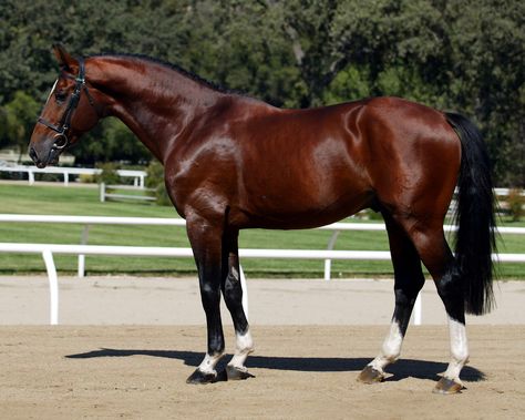 Horse Standing, Dutch Warmblood, Warmblood Horses, Bay Horse, Horse Boarding, Most Beautiful Horses, Most Beautiful Animals, Horse World, Majestic Horse