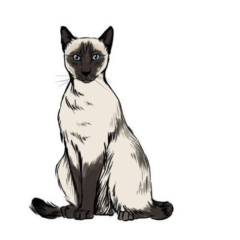 Mathematics is the simple bit its the stuff we CAN... http://ift.tt/2ry3TBw Siamese Drawing, Cat Siamese, Easy Draw, Animals Jokes, Funny Cat Faces, Draw Easy, British Shorthair Cats, Cat Clipart, Cat Drawings