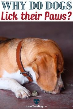 Dogs Things, Why Do Dogs Lick, Dog Paw Care, Dog Body Language, Dog Remedies, House Training Dogs, Dog Health Tips, Dog Teeth Cleaning, Best Dog Training