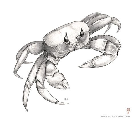 Ghost Crab Tattoo, Crab Sketch, Fish Pencil Drawing, Beach Drawings, Lobster Drawing, Crab Drawing, Ghost Crab, Sea Creatures Drawing, Ink Sketchbook