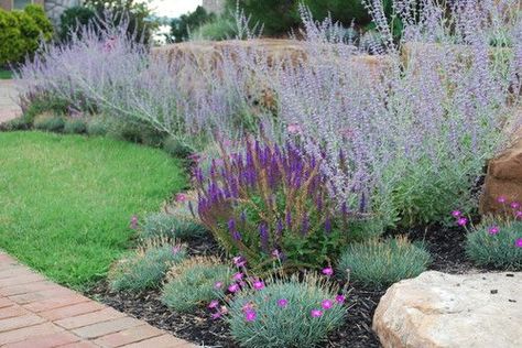 Glorious!!!  Russian Sage (Perovskia atriplicifolia): versatile, drought-tolerant and super low-maintenance stunner!  Will bloom up to 15 weeks even in hot, sunny sites. Fragrant flowers work well near pathways. Great companion plantings include daylilies, salvia, dianthus, Japanese anemone, boltonia, orange coneflower and sedum.: Firewitch Dianthus, Dianthus Perennial, Purple Salvia, Garden Perennials, Russian Sage, Yard Plants, Full Sun Perennials, Drought Tolerant Landscape, Perennial Border