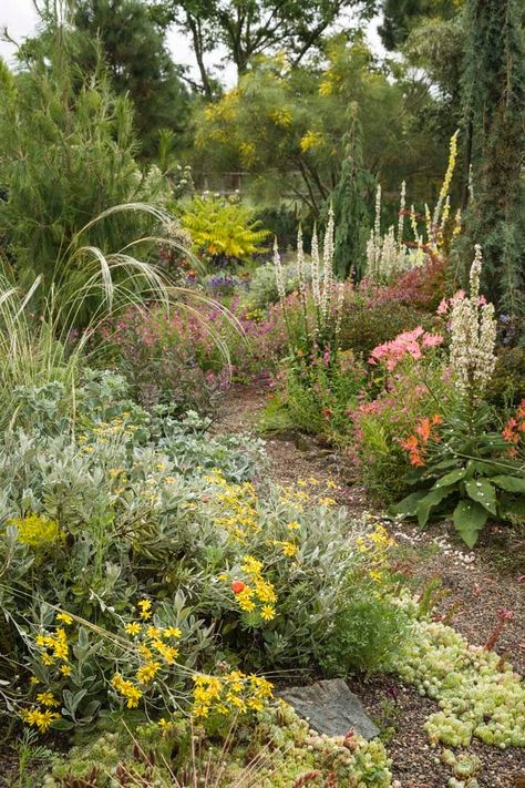 Pacific Horticulture | Northwest Xeric New Mexico Plants, Stipa Barbata, Pacific Northwest Landscaping, Verbascum Chaixii, Pacific Northwest Flowers, Garden Combinations, Designing Gardens, Pink Alstroemeria, Xeriscape Front Yard