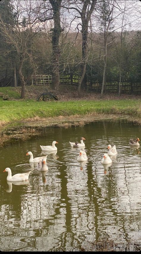 Small life,small pond: Ducks Pond With Ducks, Ducks In Pond, Ducks In A Pond, Farm Vibes, Farm Pond, Small Pond, Dream Life House, Duck Pond, Small Lake