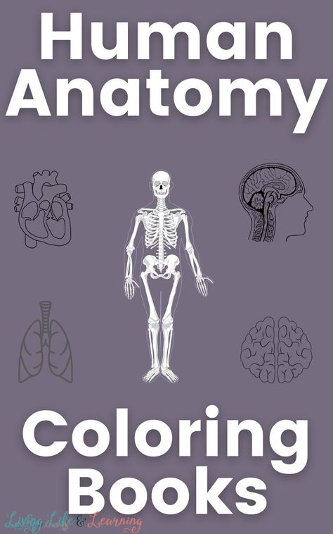 Best Human Anatomy Coloring Books Biology Psychology, Anatomy And Physiology Book, Human Body Printables, Anatomy Coloring, Human Body Worksheets, Fitness Education, Human Body Activities, Anatomy Coloring Book, Human Body Organs