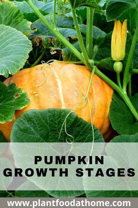 When To Plant Pumpkins, Pumpkins Growing, Squash Garden, Grow Squash, How To Grow Pumpkins, Grow Pumpkins, Growing Squash, Pumpkin Vine, Planting Pumpkins