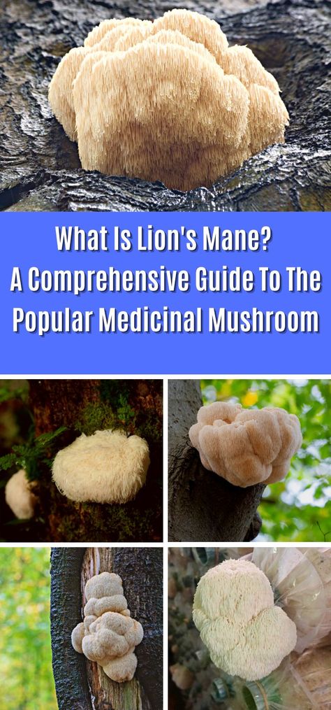 What Is Lion's Mane? A Comprehensive Guide To The Popular Medicinal Mushroom Lions Mane Benefits, Lions Mane Mushroom Recipe, Mushroom Species, Indoor Farming, Lions Mane, Mushroom Recipe, Lions Mane Mushroom, Lion's Mane, Edible Mushrooms