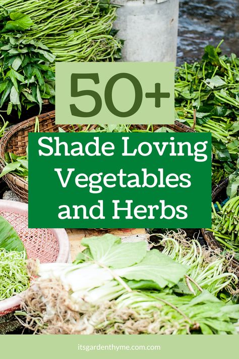 There are quite a few options to choose from, and here we will go over 50 of the best vegetables & herbs that grow in shade! ,You can still grow plenty of vegetables and herbs at home! 50+ best vegetables & herbs that grow well in a shade! Here's a great list of easy to grow herbs, microgreens, and veggies that don't need full sun! Growing Herbs At Home, Backyard Farming, Planting Vegetables, Kitchen Garden, Growing Herbs, Herb Garden, Growing Vegetables, Amazing Gardens, Gardening Tips