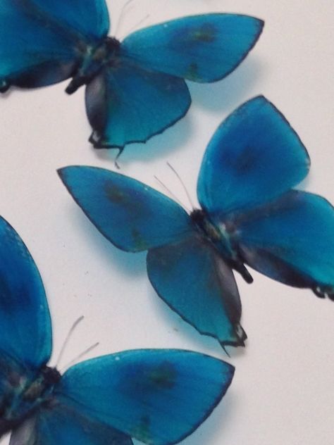 Blue Butterfly Decorations, 3d Butterfly Wall Art, Teal Butterfly, Blue Slime, Home Wedding Decorations, Lovely Creatures, 3d Butterfly, 3d Butterflies, Butterfly Wall Art