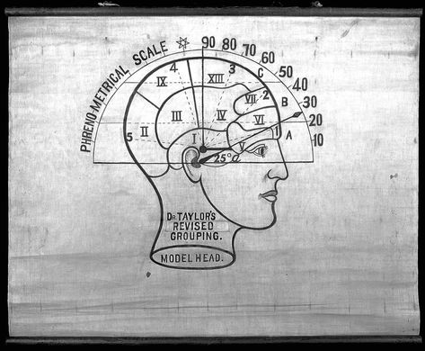 Phrenology Head, Visual Writing Prompts, Brain Based Learning, Human And Animal, Wellcome Collection, Head Tattoo, Brain Boost, Brain Science, Head Tattoos