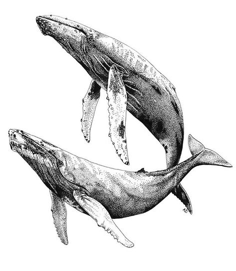 Humpback whales by @zooarts | #blackworknow if you would like to be featured Submissions/business inquiries blackworknow@gmail.com Follow… Humpback Whale Tattoo, Whale Sketch, Whale Artwork, Whale Facts, Whale Pictures, Whale Drawing, Whale Illustration, Whale Painting, Whale Tattoos