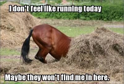 lol Equestrian Funny, Equestrian Memes, Funny Horse Pictures, Horse Jokes, Crazy Animals, Funny Horses, All About Horses, Most Beautiful Animals, Horse Quotes