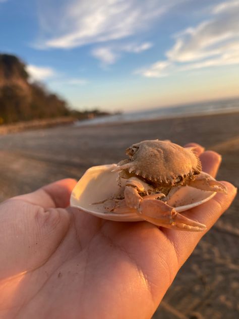 #photography #playa #aesthetic #cangrejo #instagram Playa Aesthetic, Beach Aesthetic, Crab, Photography, Instagram