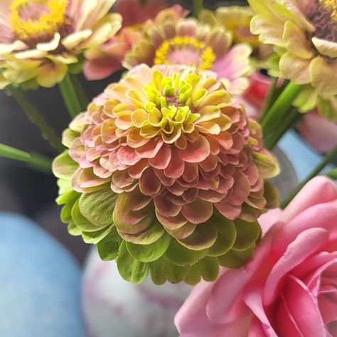 LOVING Zinnia Queen Lime Blush 🤩 Zinnia Queen Lime, Lake Plants, July 7, Blush, Lake, Queen, Plants, Flowers, On Instagram