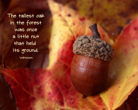 Inspirational quote, acorn, nut, fall Oak Tree Quotes Inspiration, Acorn Quotes, Acorn Recipes, Tree Quotes, Witch Herbs, Acorn Crafts, Drawing Prompts, Recovery Quotes, Strong Words